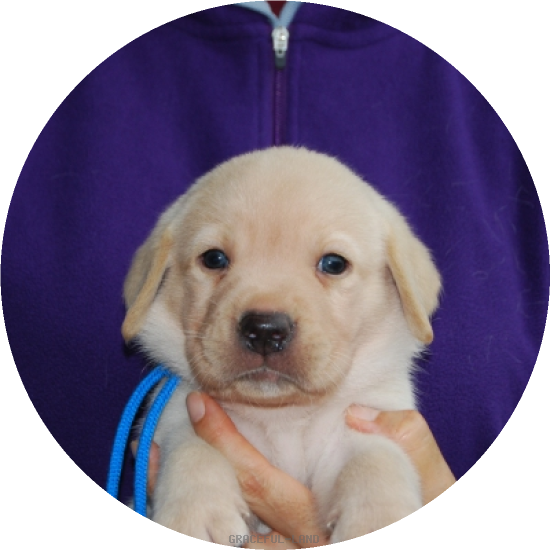 男の子(ブルー母マリー)(A child of & マリー) 男の子(ブルー母マリー)